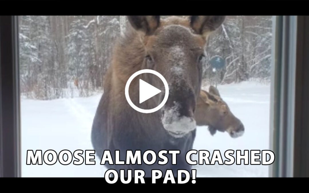 Moose Miracle!